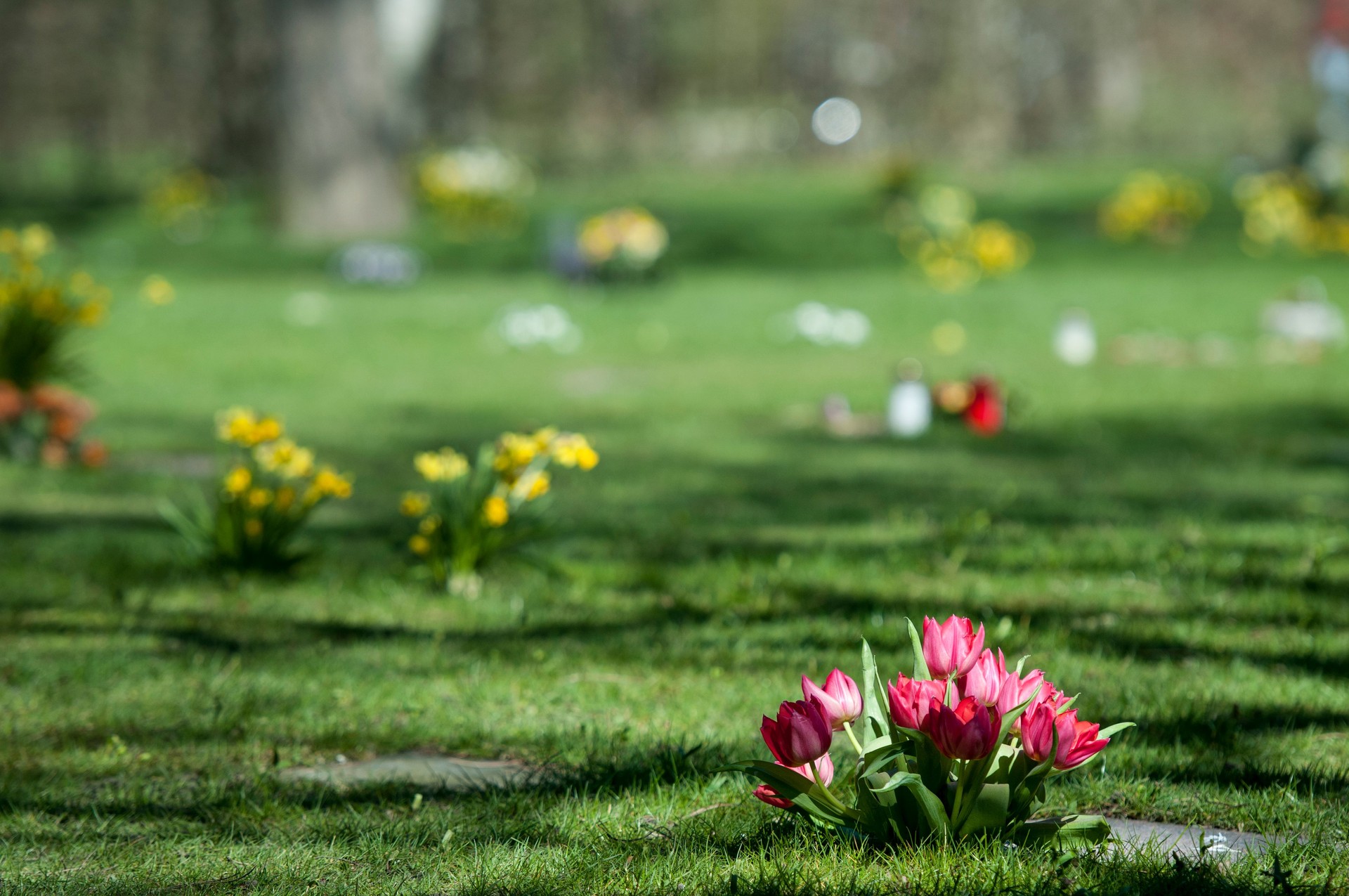 Tulpen auf der Grab